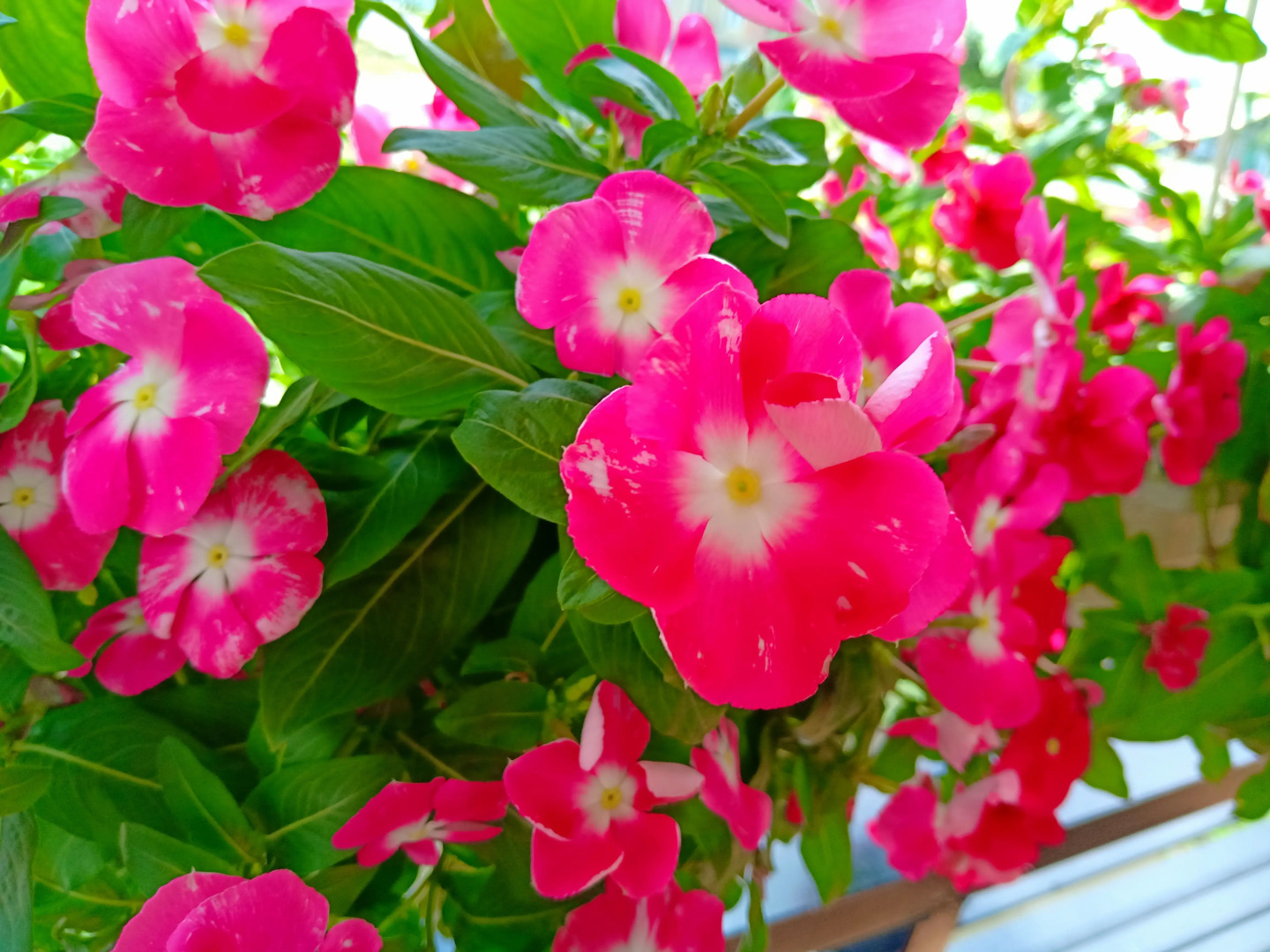 Отель Camellia Resort & Spa