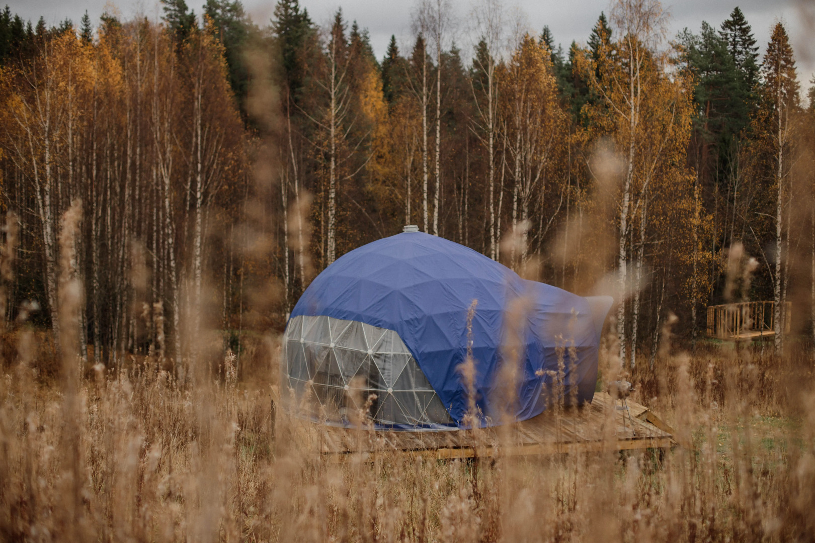 Папоротник