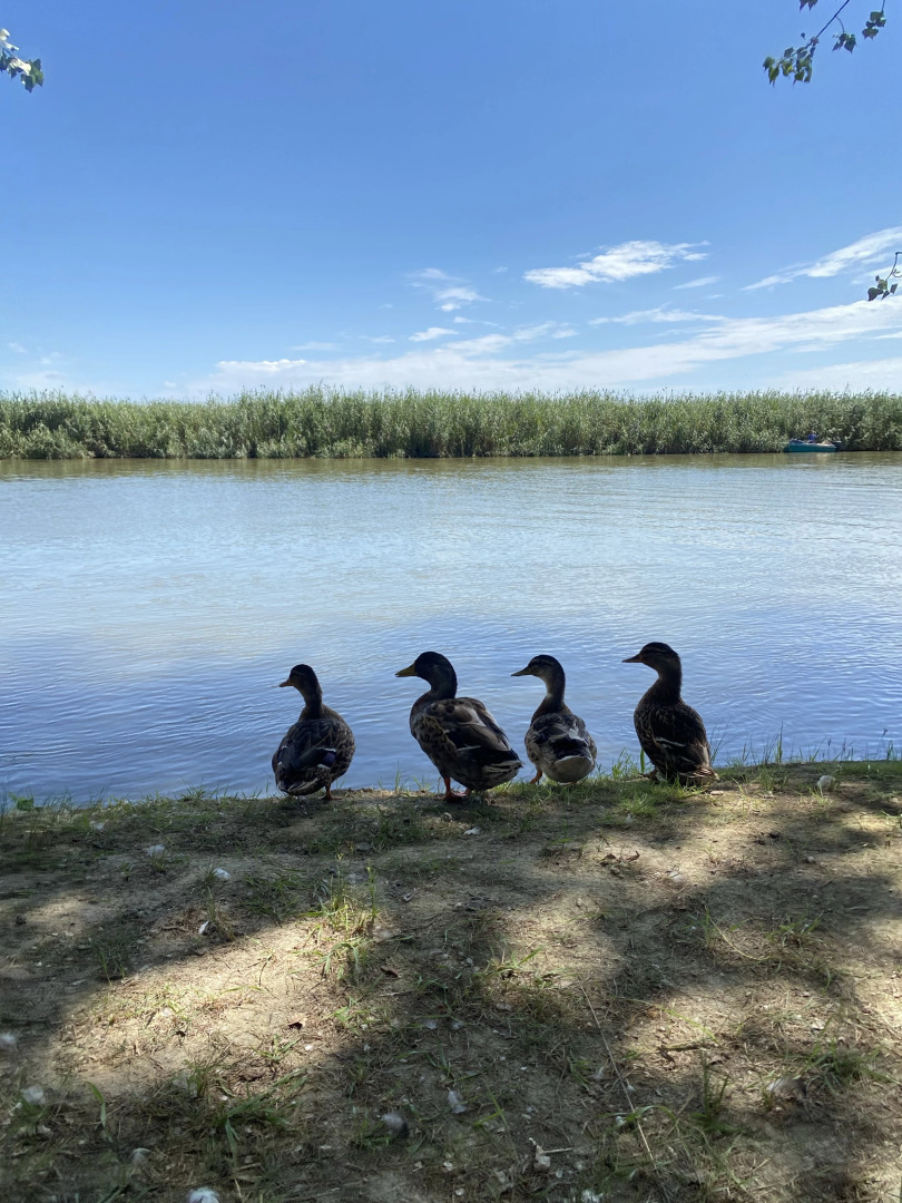 База отдыха Грэй Гуз