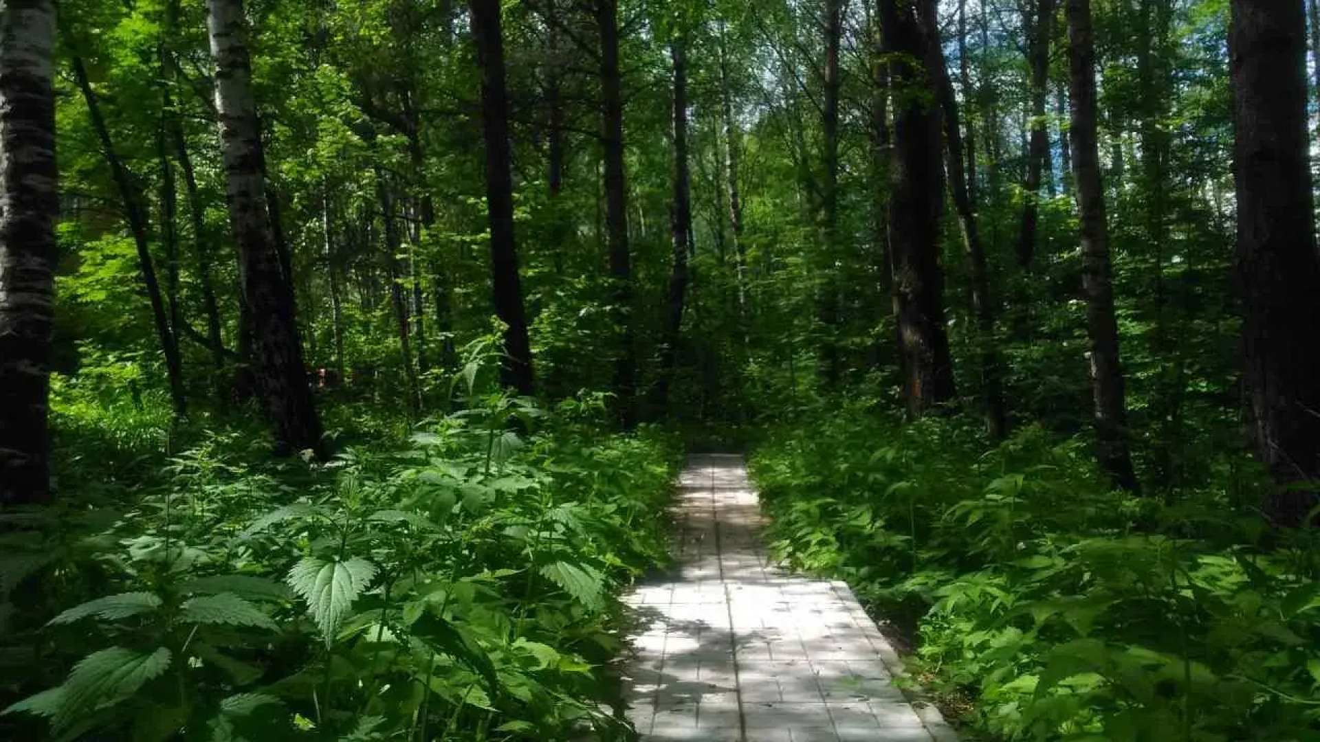 Гостевой дом Сосновая аллея в Дядькино