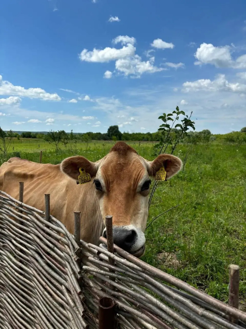 Шале Ромашки