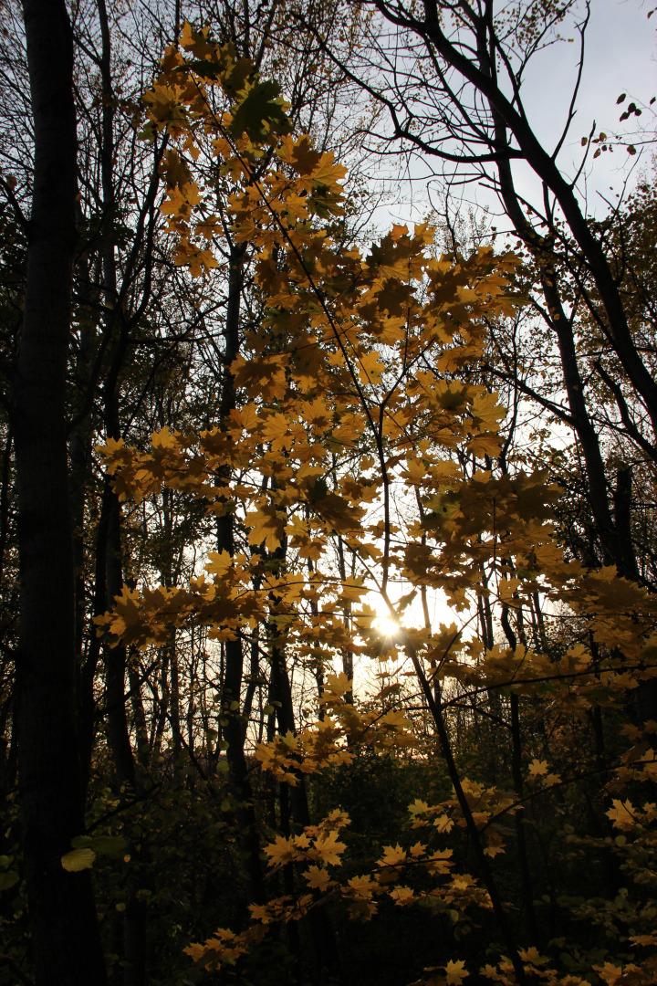 ЭКО Отель Настасьино Хуторок