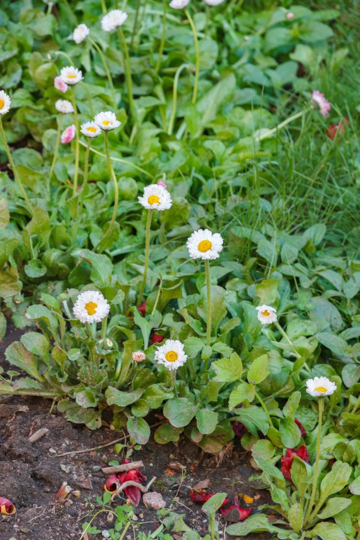 Меблированные комнаты Вилла Северин