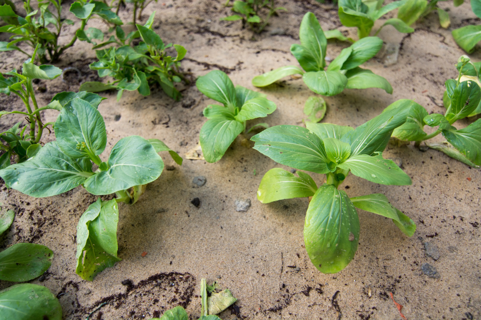 Вилла Plants Garden