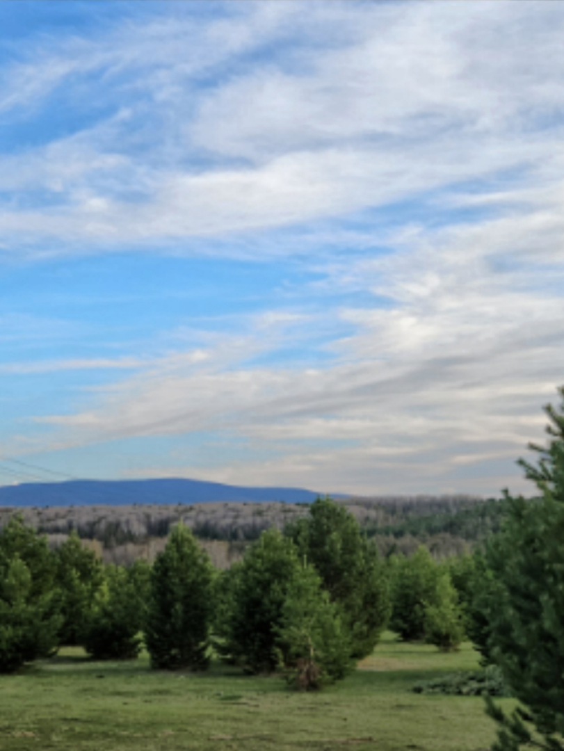 Отель Брусника