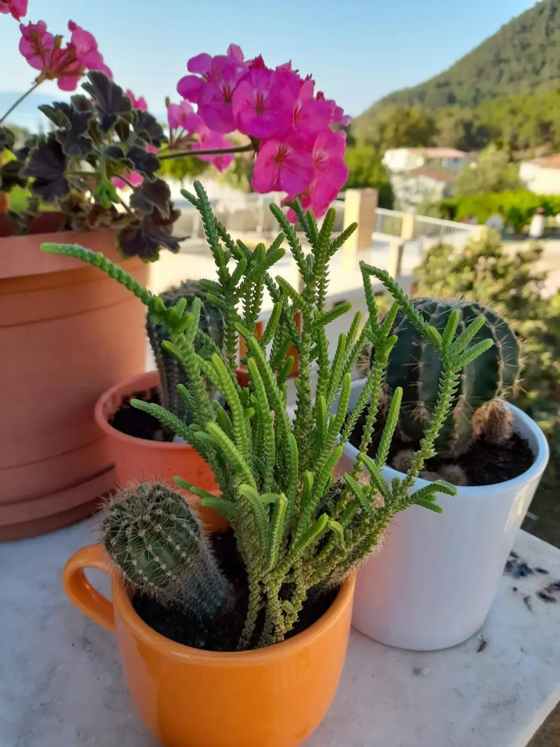 Bed&Breakfast Akdeniz Pansiyon