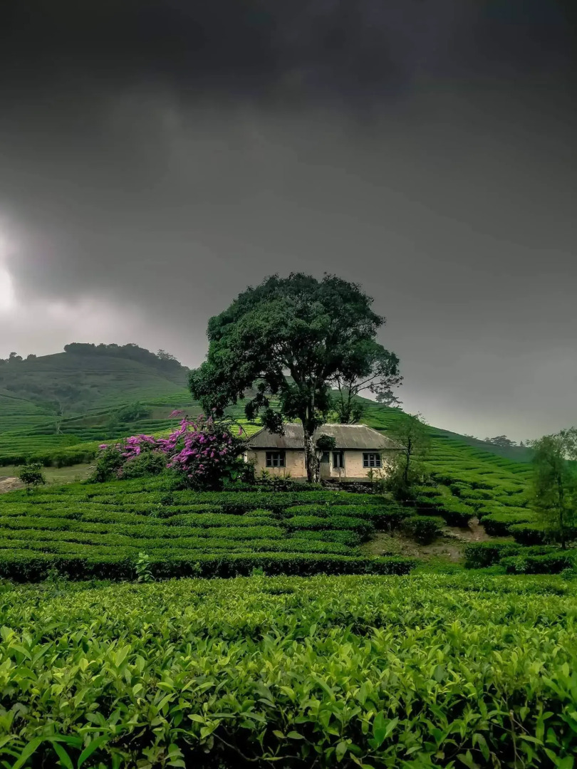 Moon Hill Resort Munnar ( Nature Retreat )