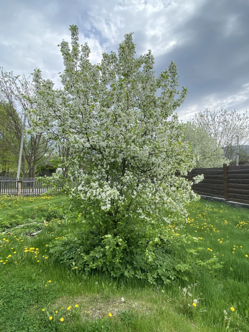 Глэмпинг Алтайский