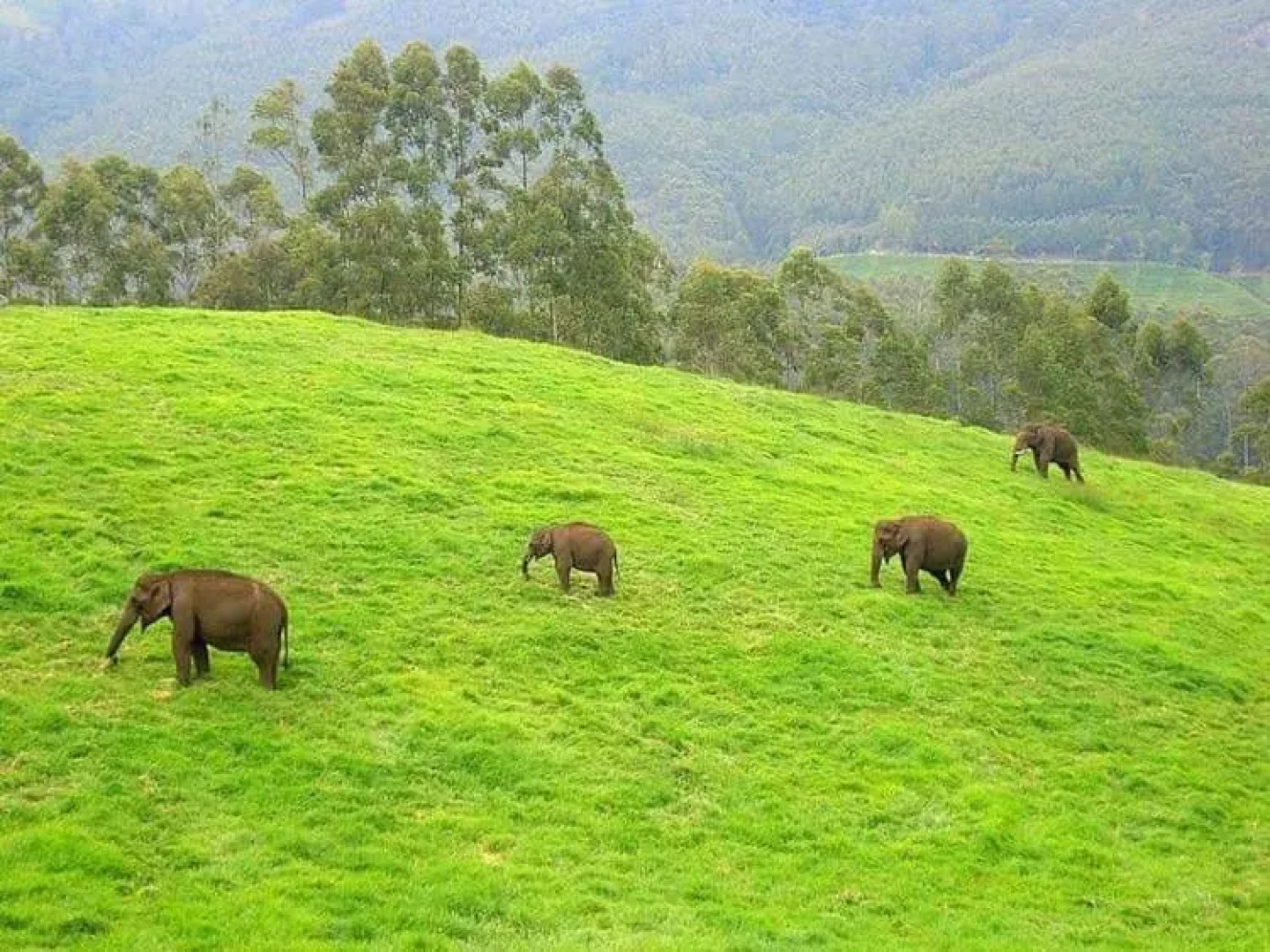 Moon Hill Resort Munnar ( Nature Retreat )