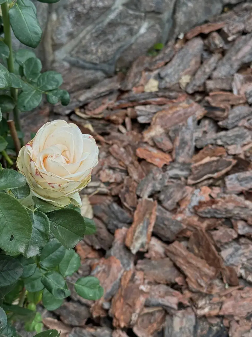 Гостевой дом Тай-Тай