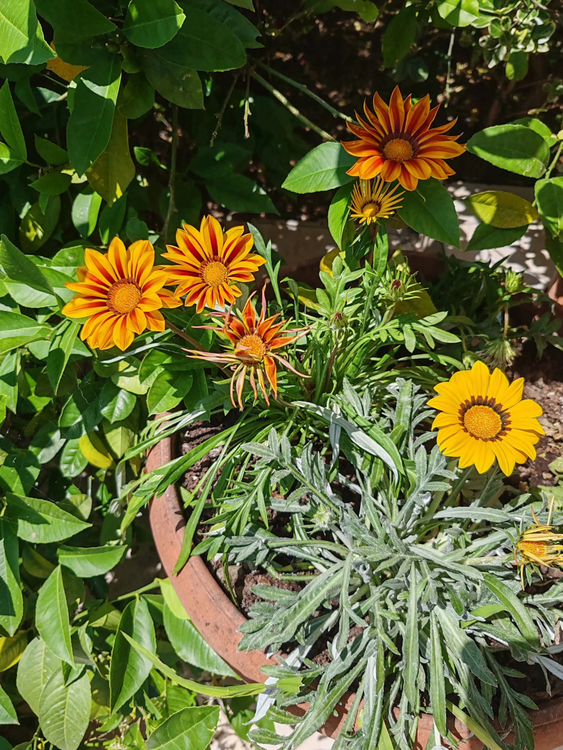 Гостевой дом на Цитрусовой