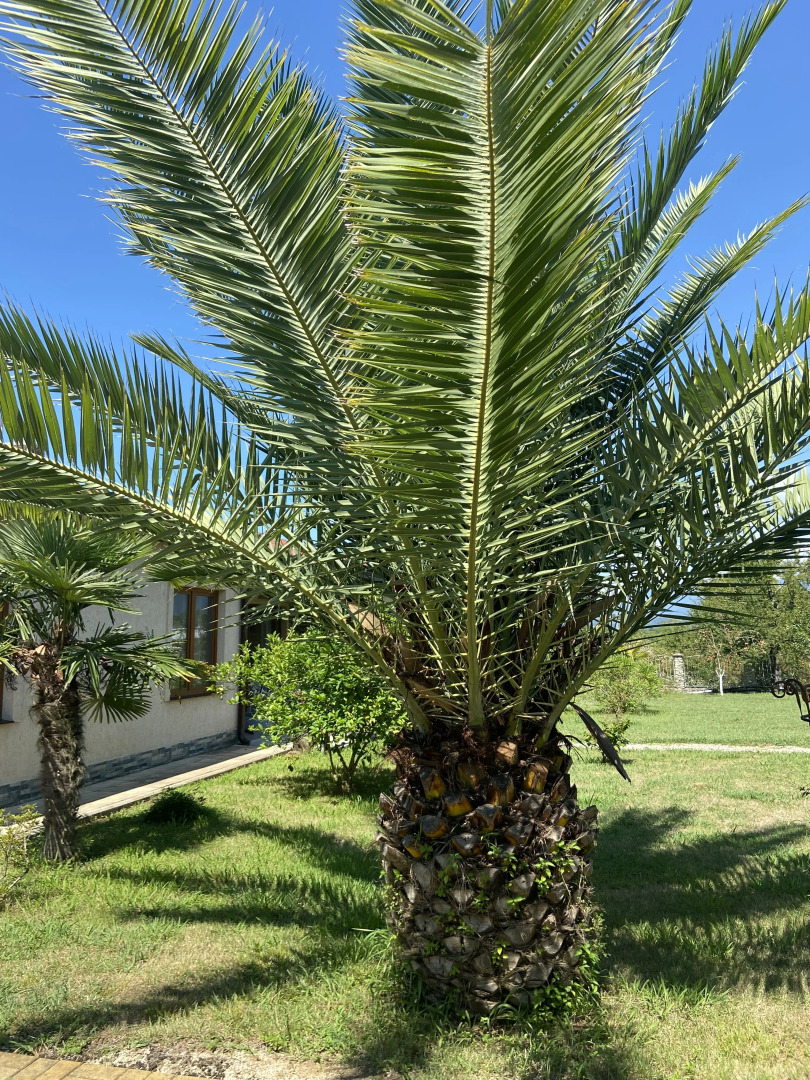 Вилла Апсуа