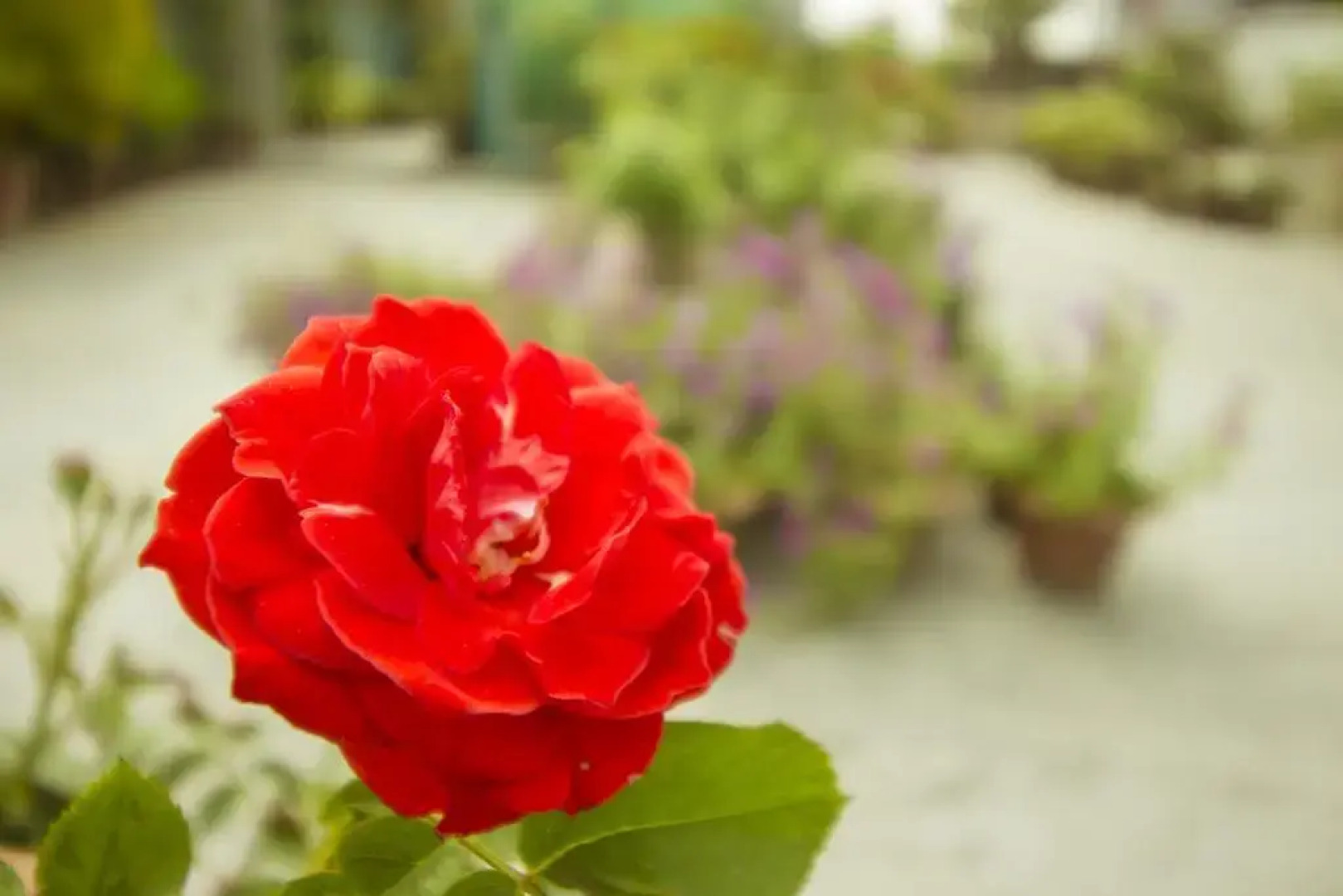 Апартаменты Rafflesia Serviced