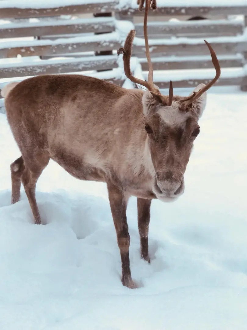 База отдыха Загородный клуб Оленья Гора