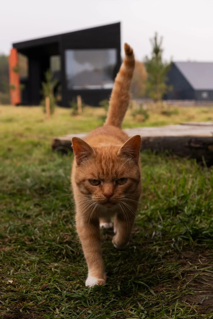 Частный дом Панорамные мини-домики на ферме Nomad Houses в Браславе