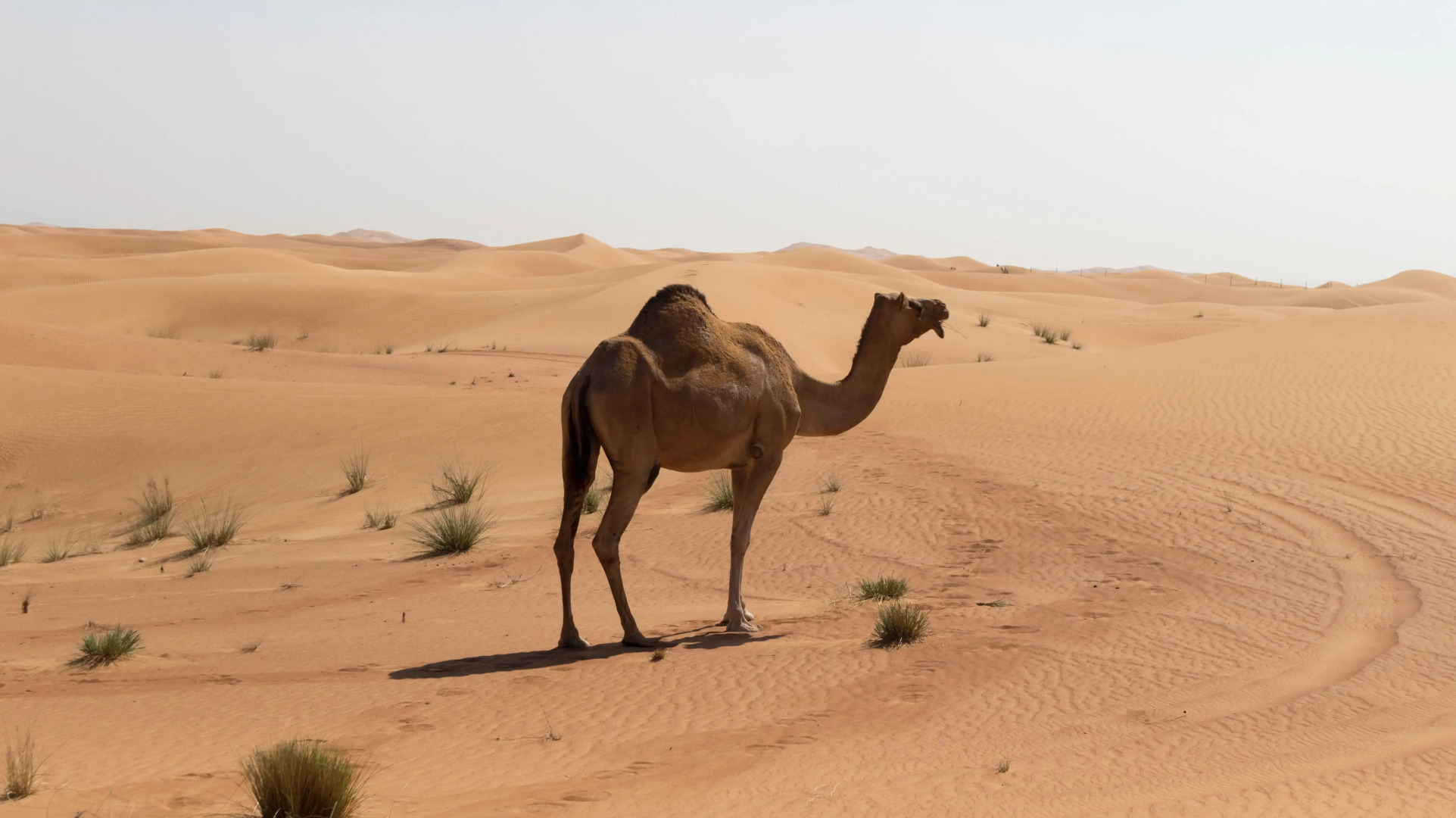 Кемпинг Aroma Desert Safari