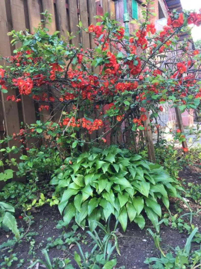 Гостевой дом Homey Home