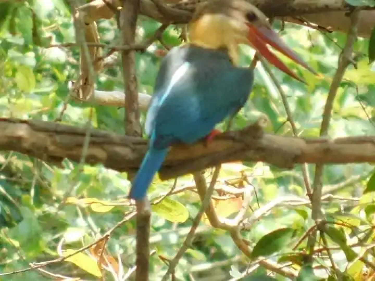 Отель Wild Wadi Wilpattu