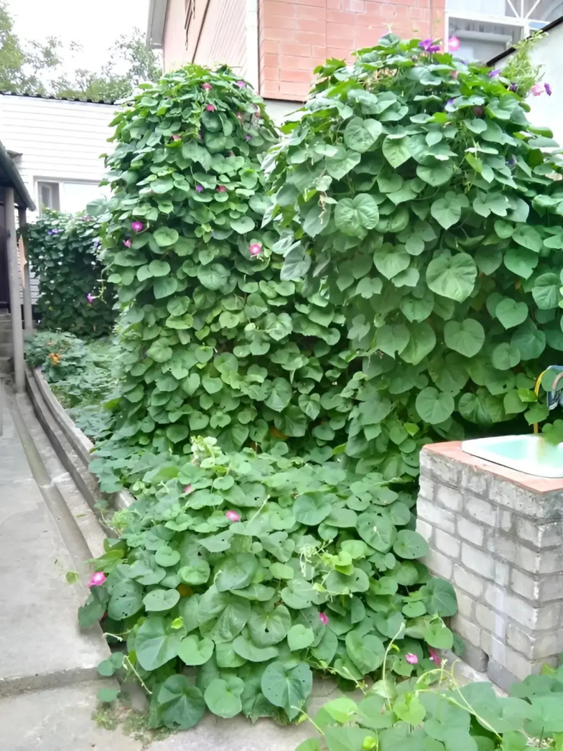 Гостевой дом Уютный Дом