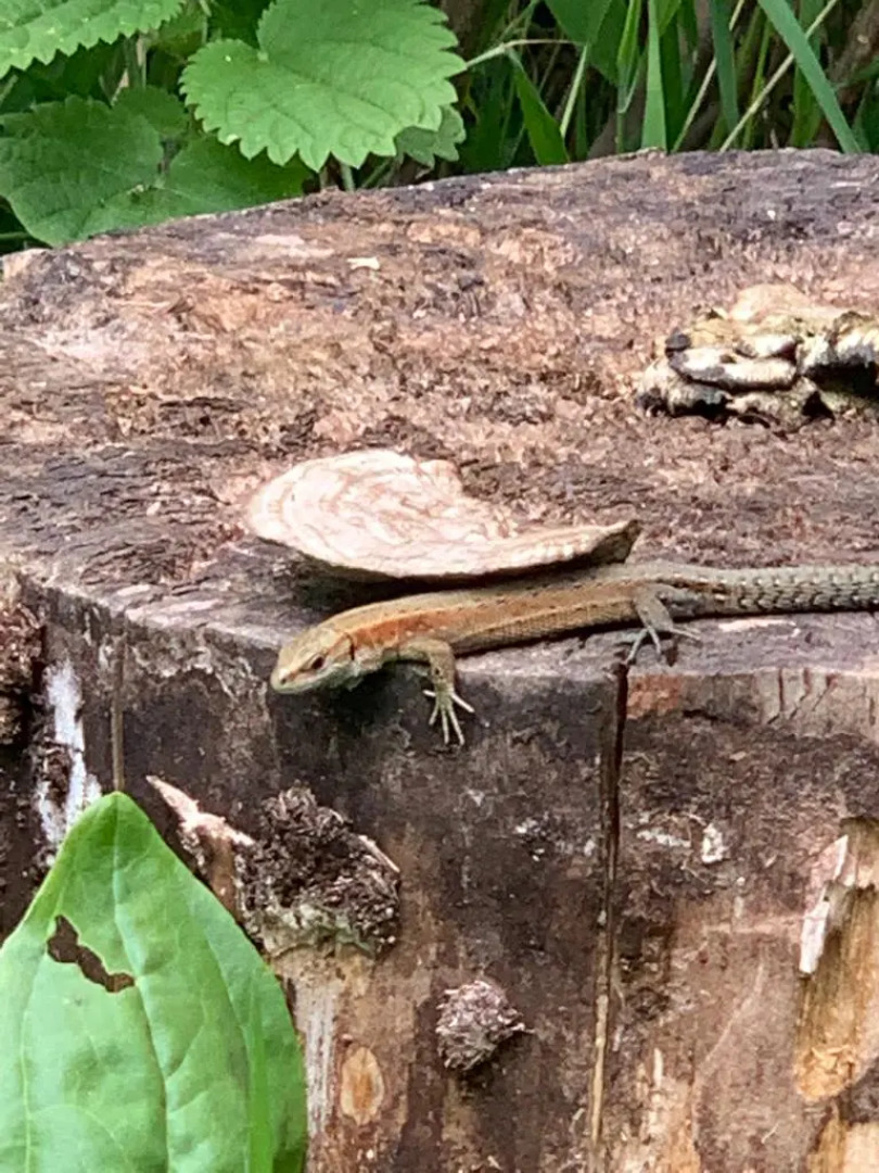 Изба Пасечника Пятиместная Хутор Медовый