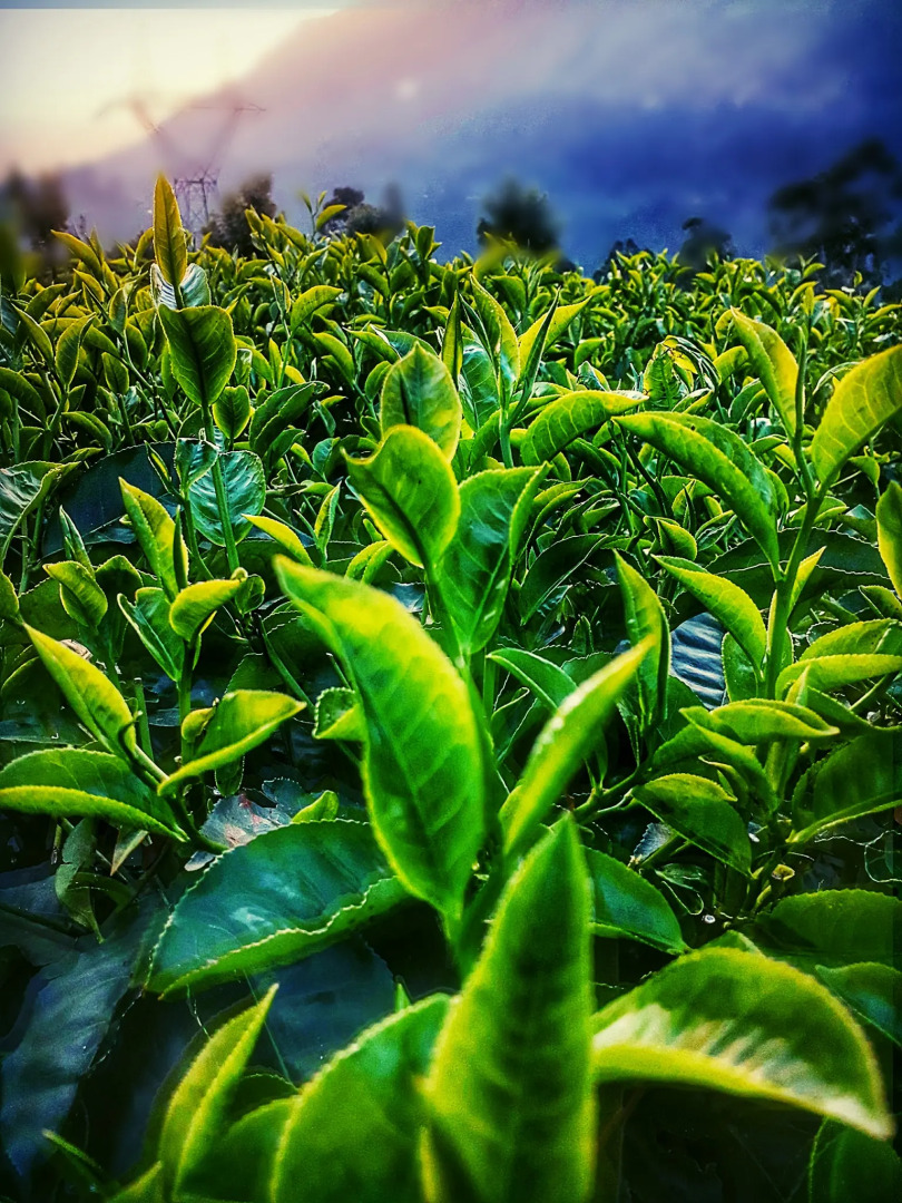 Moon Hill Resort Munnar ( Nature Retreat )