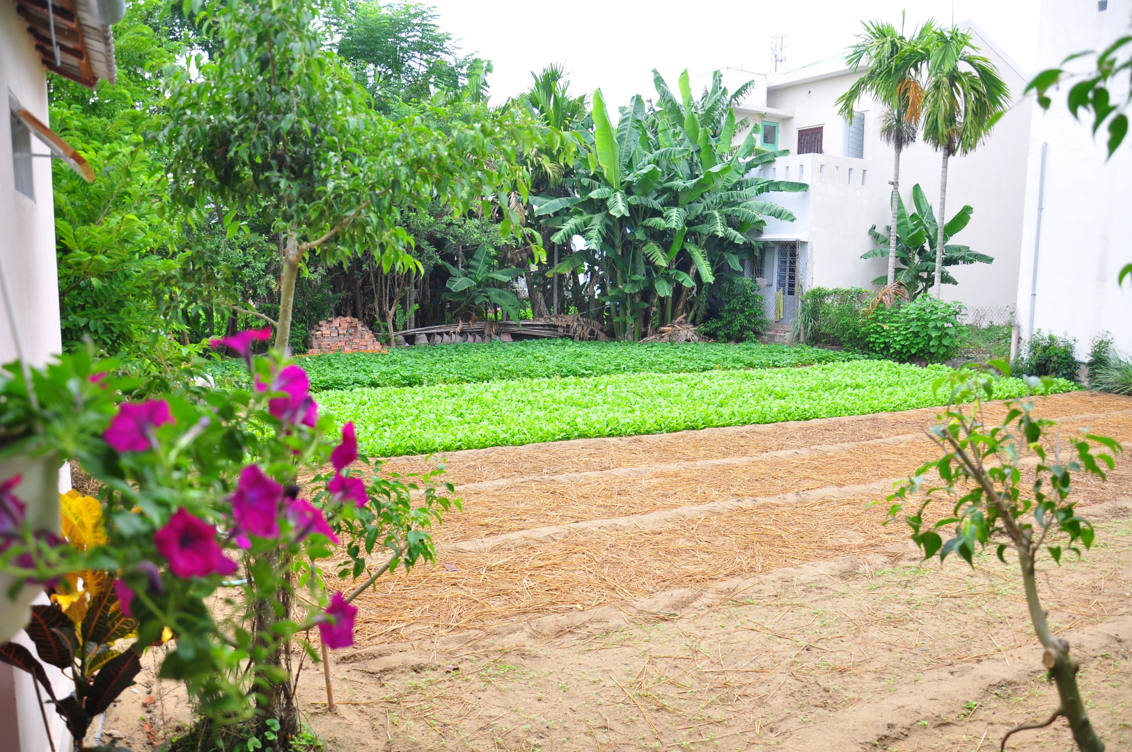 Гостевой Дом Petunia Garden Homestay