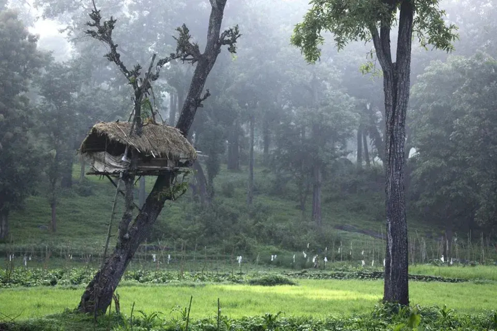 Moon Hill Resort Munnar ( Nature Retreat )