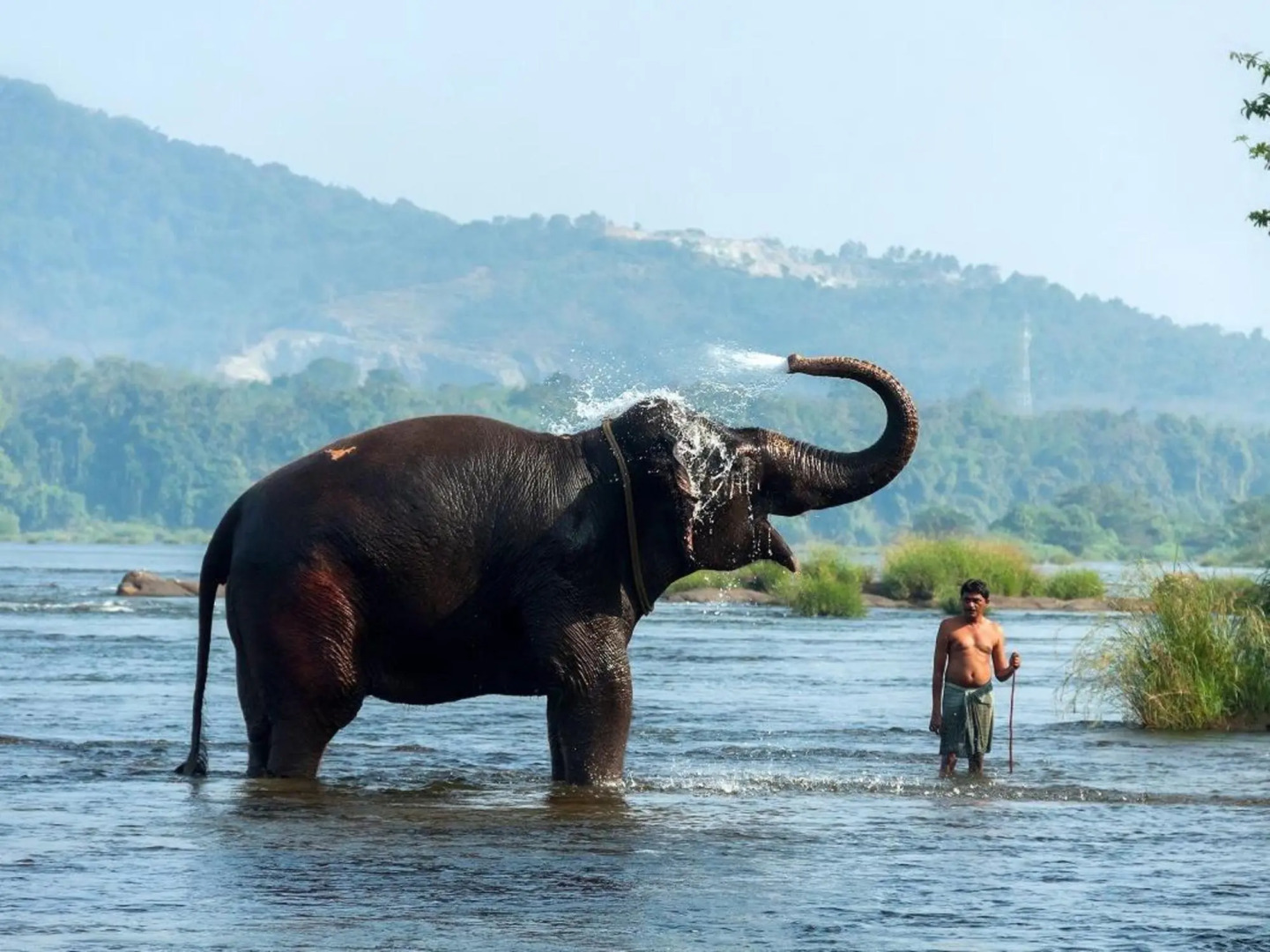 Отель Elephant Pass Ayurveda and Yoga Retreat Resort