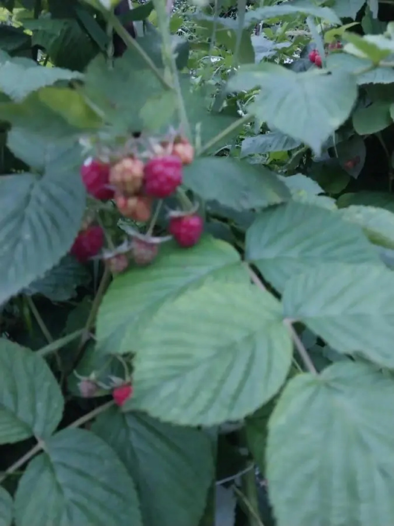 Гостевой дом Gala Guesthouse