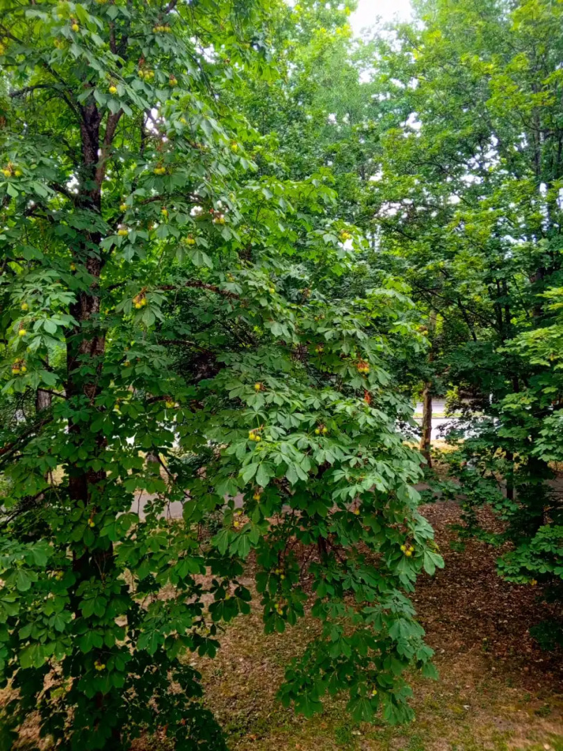 Квартира Уютная