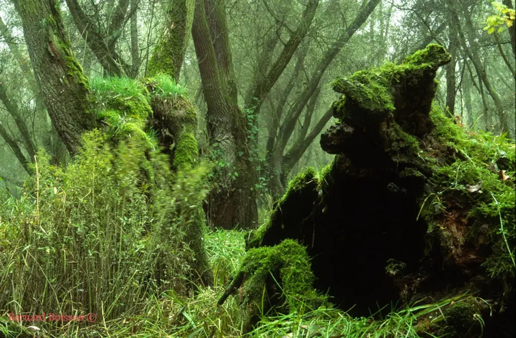 Moon Hill Resort Munnar ( Nature Retreat )