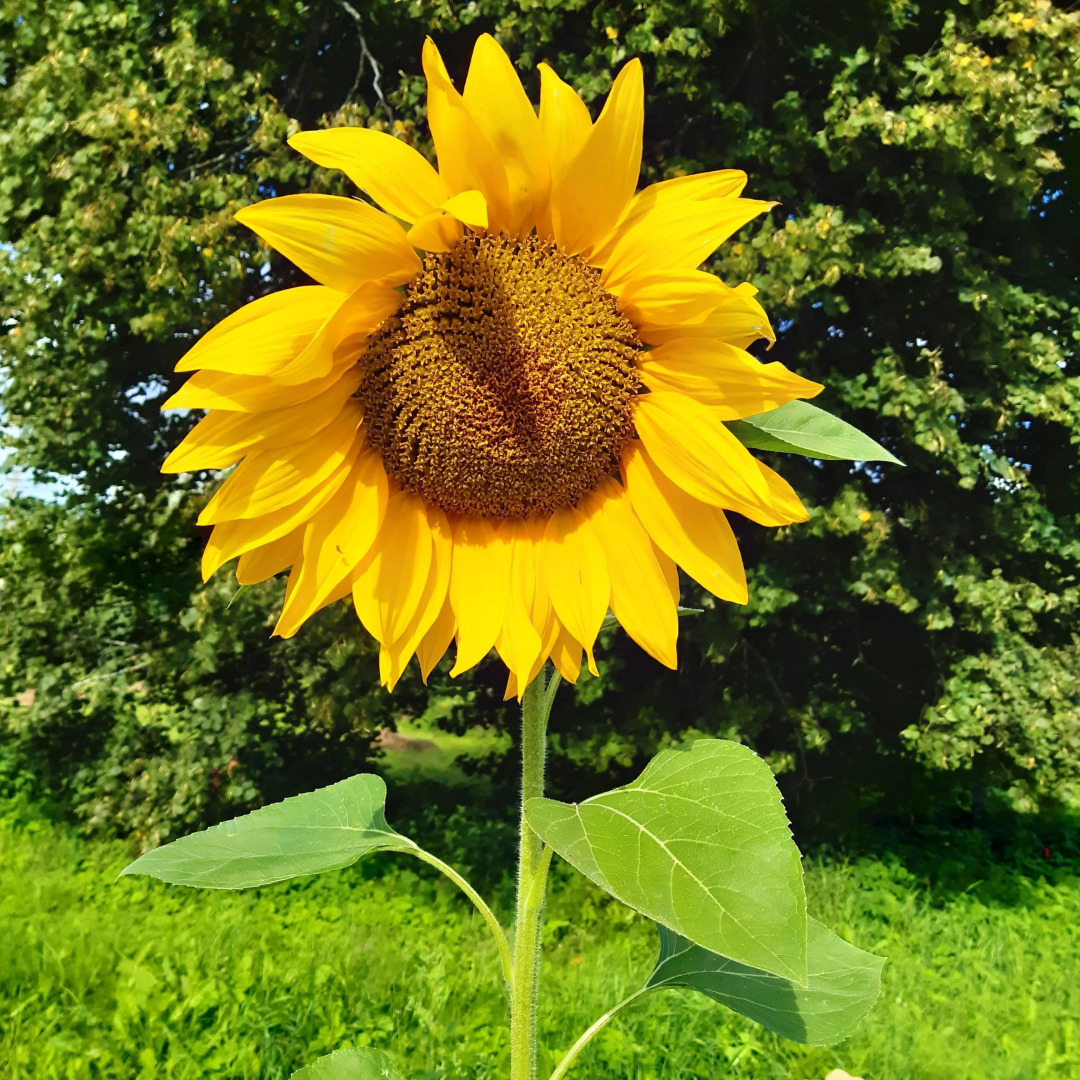 Гостевой дом в деревне Чернокуново