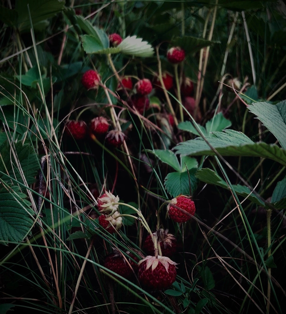 Частный Дом на Реке Green Place House