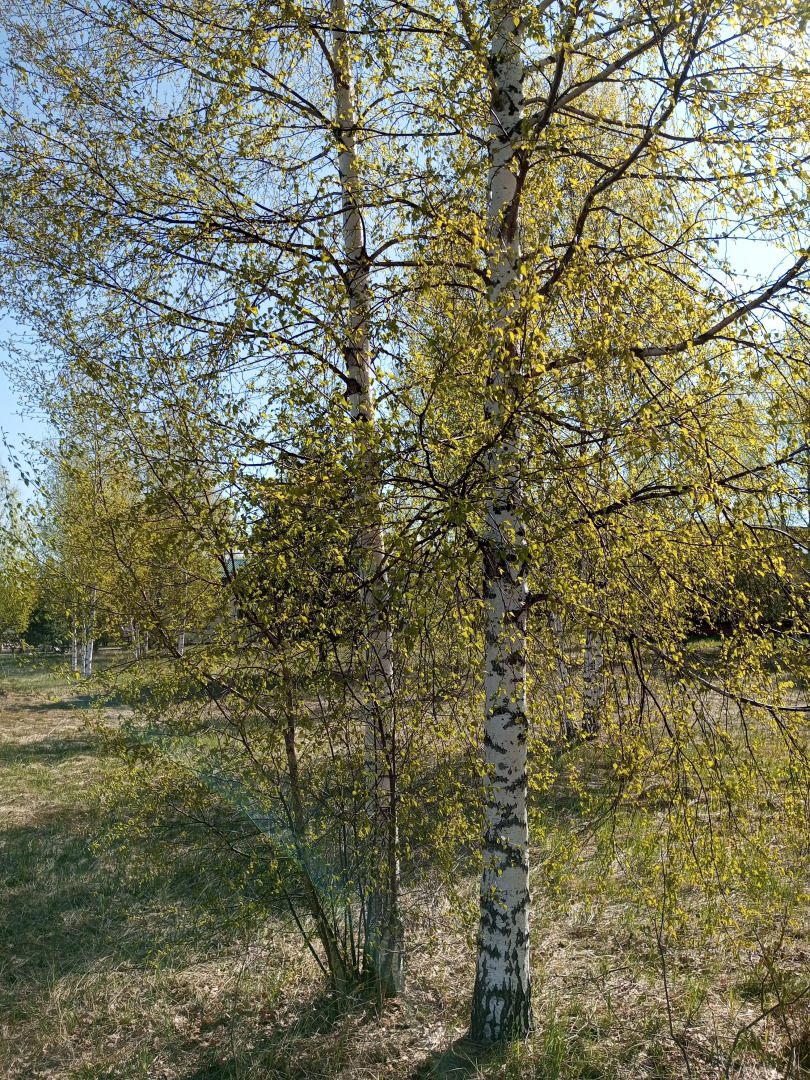 Гостевой дом Павловская Усадьба