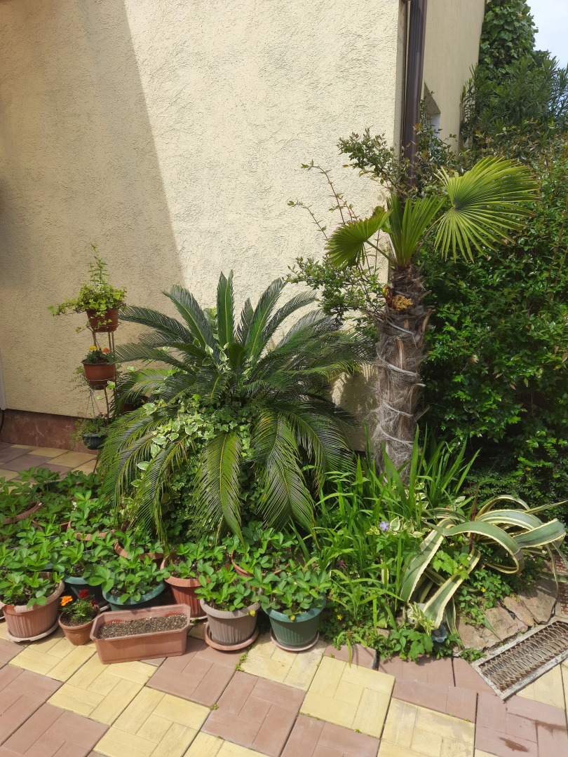 Гостевой дом Ксения у моря