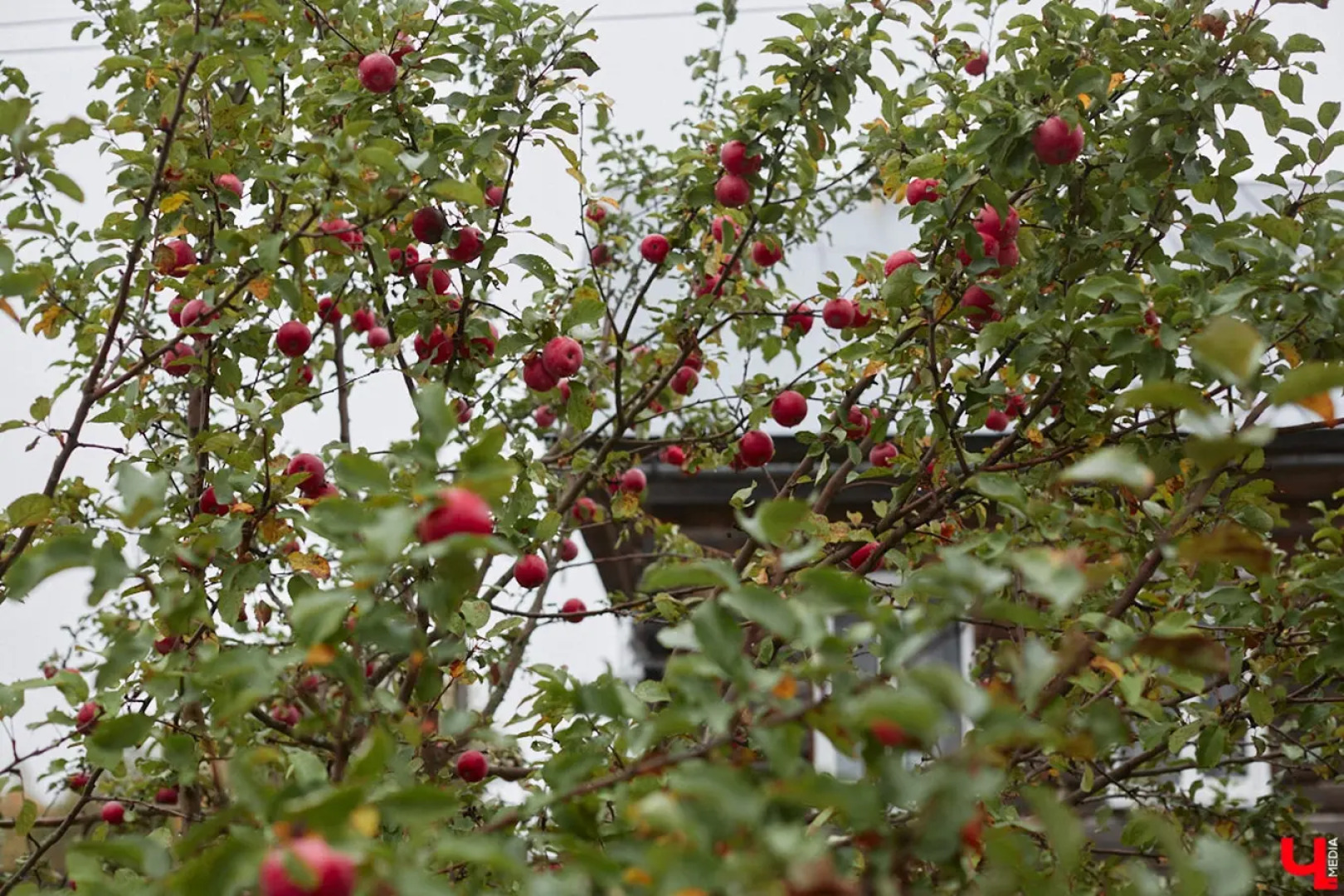 Частный дом Уютный светлый  дом в окружении природы
