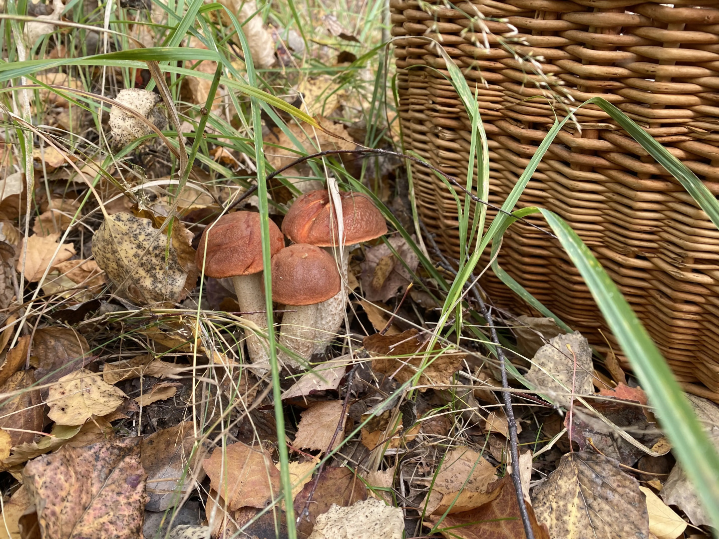 Глэмпинг Мыс