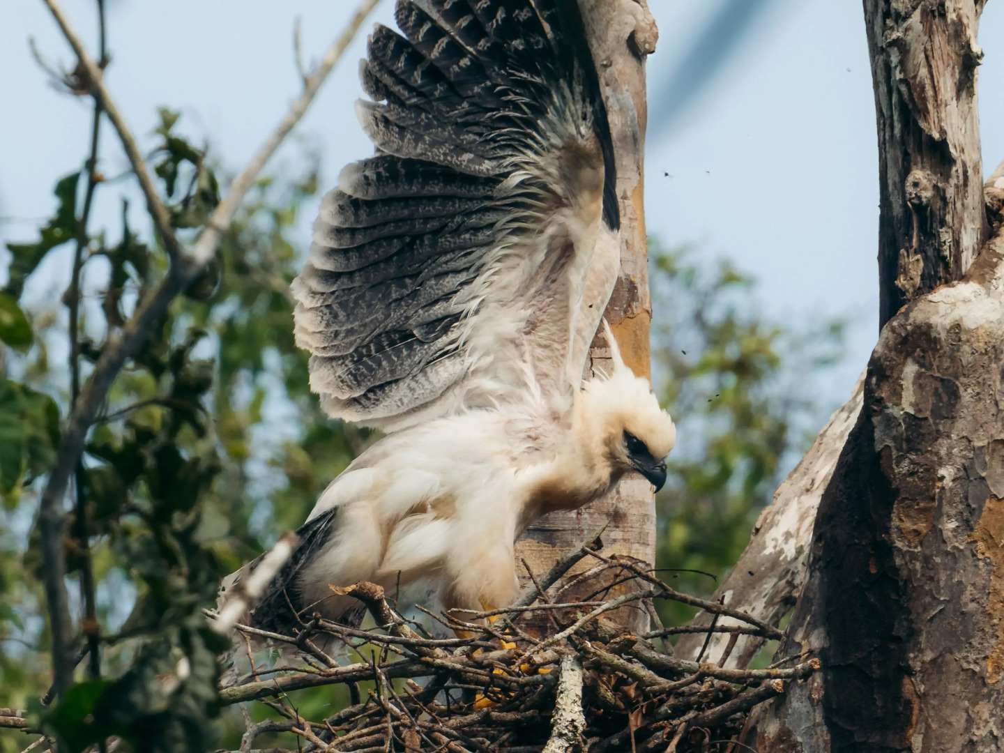 Отель Refugio Amazonas