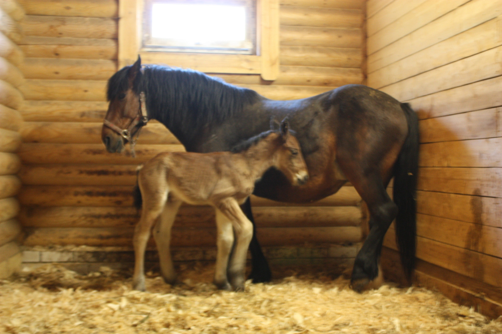 Гостевой Дом Лесной ключ