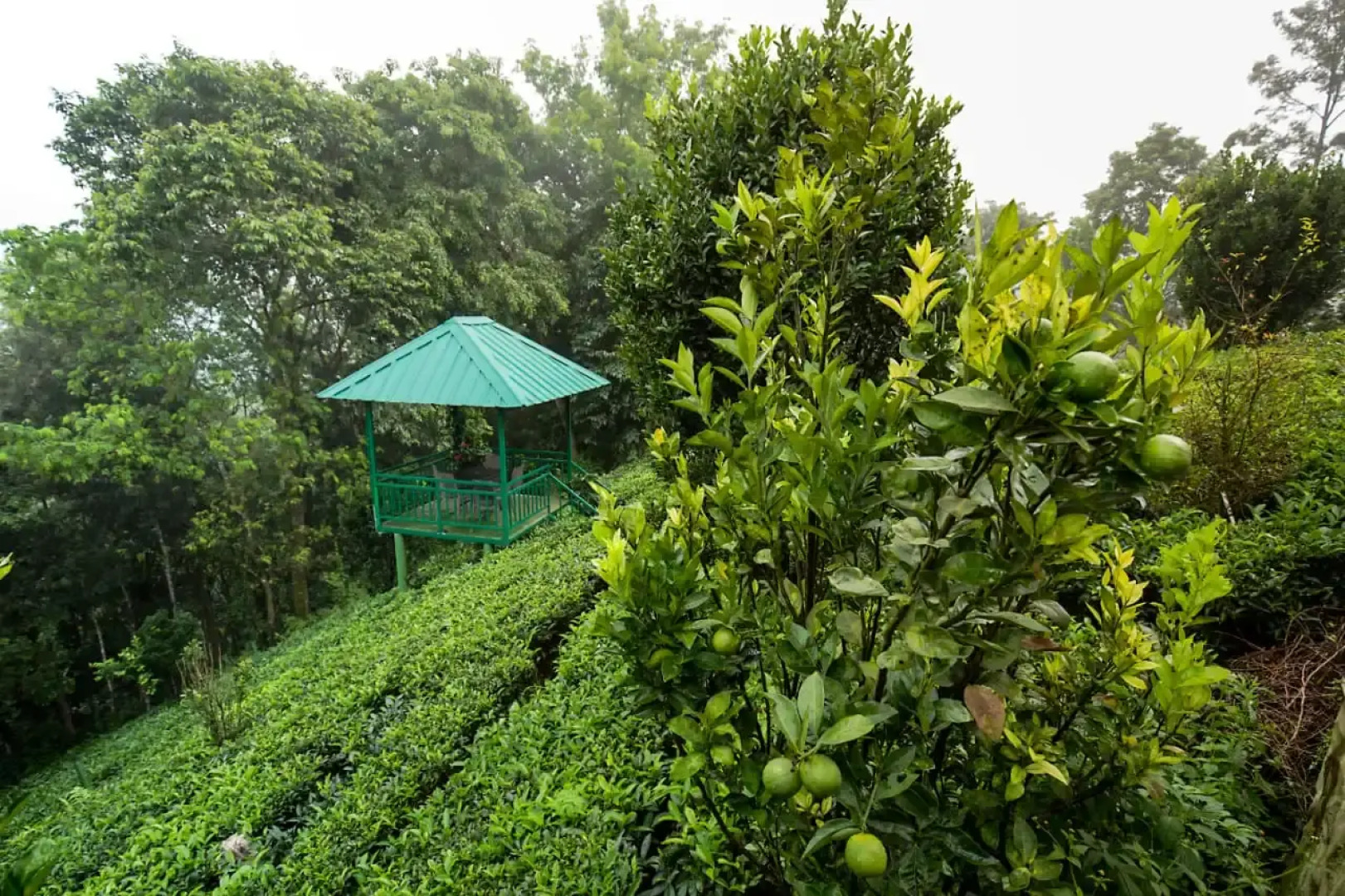 Отель Camellia and Elettaria the Twin Resorts