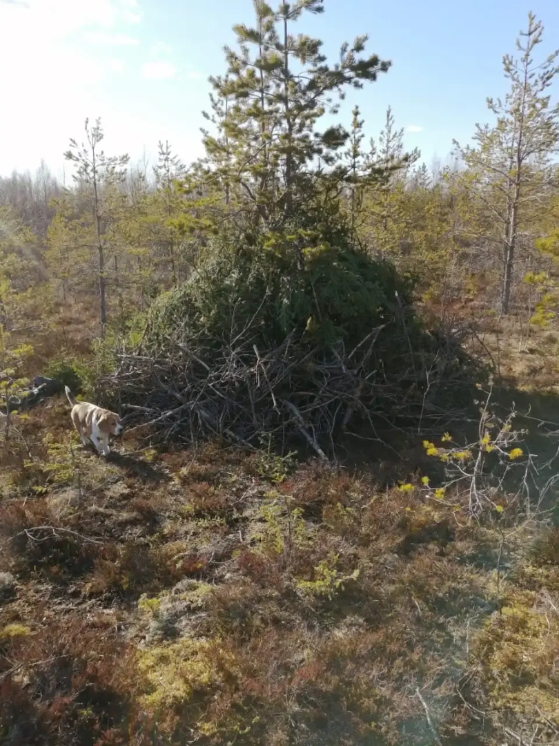 Гостевой дом Меличуярви Лось