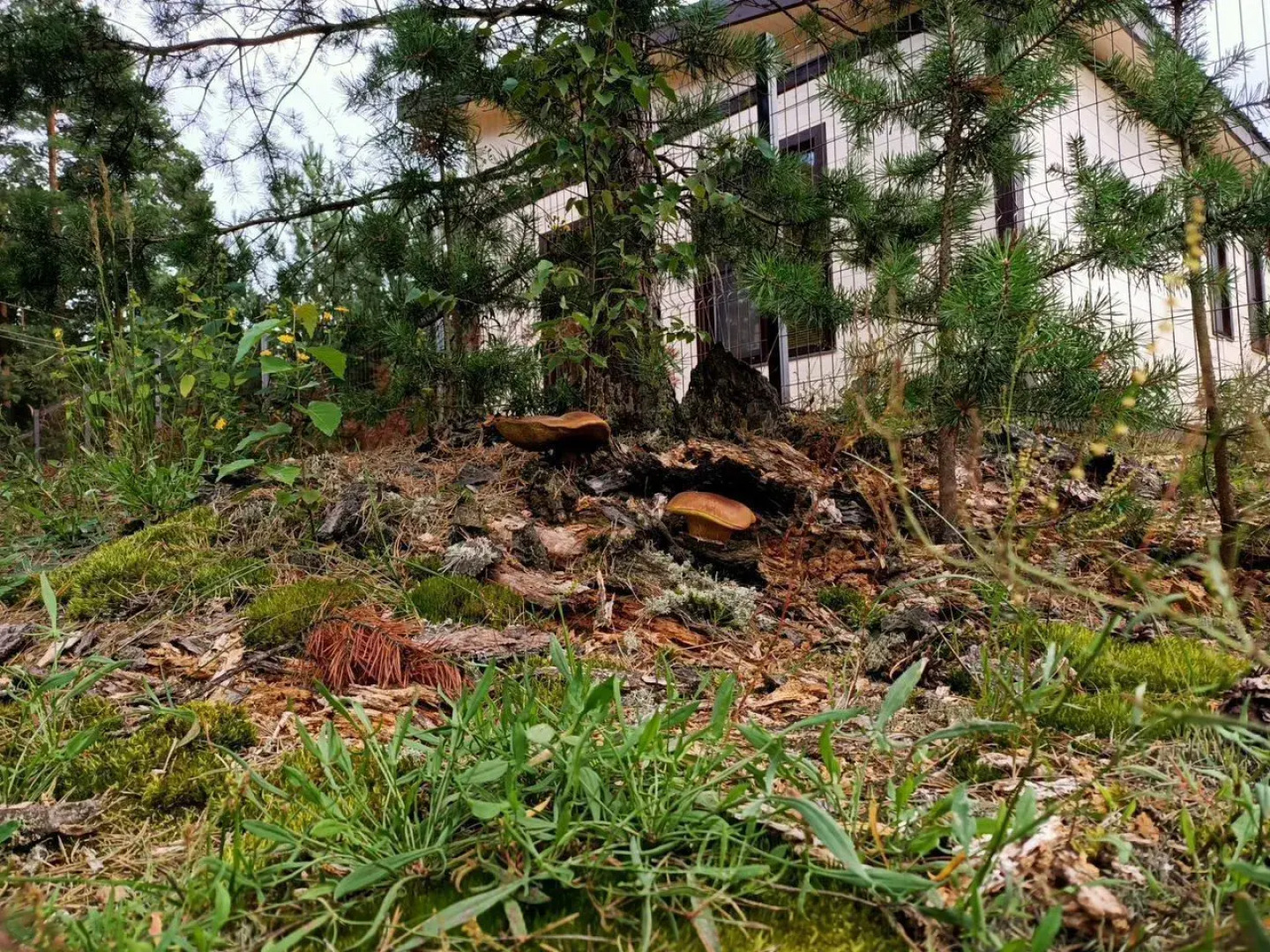 Частный Дом Сосны