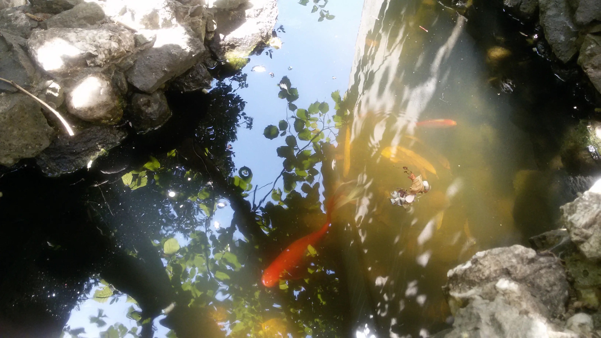 Гостевой дом Эвкалипт