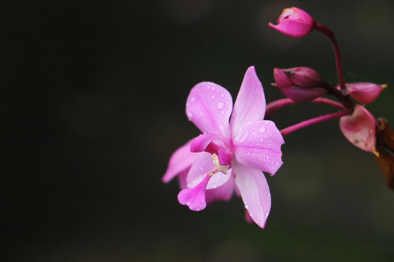 Отель Blackwood