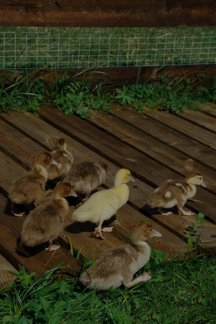 База отдыха Мечта Сурсово