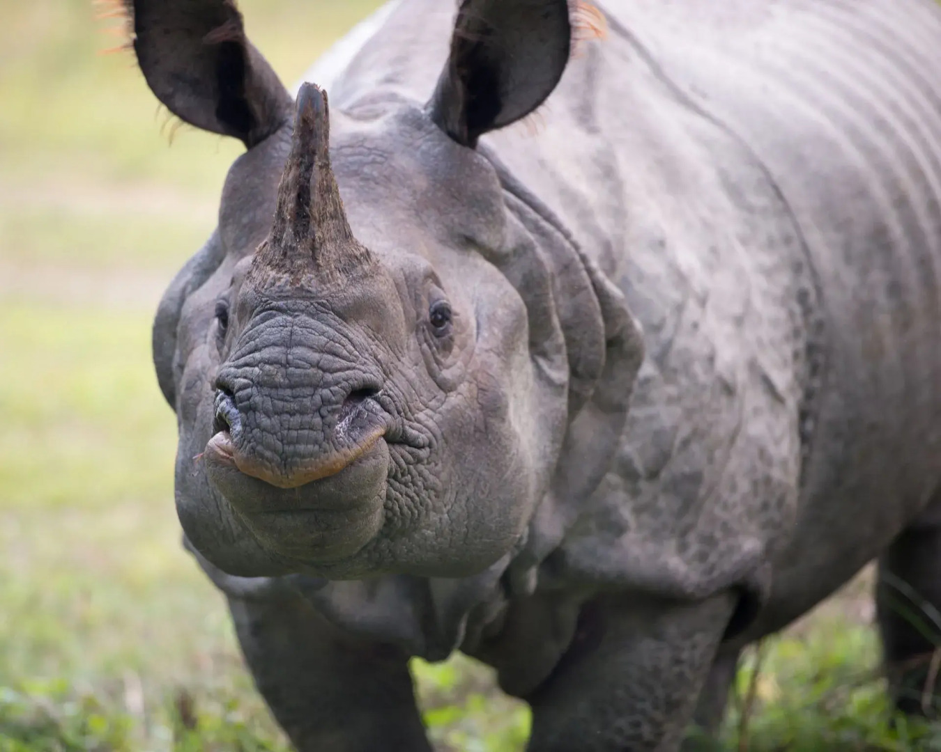 Кемпинг Tigertops Elephant Camp