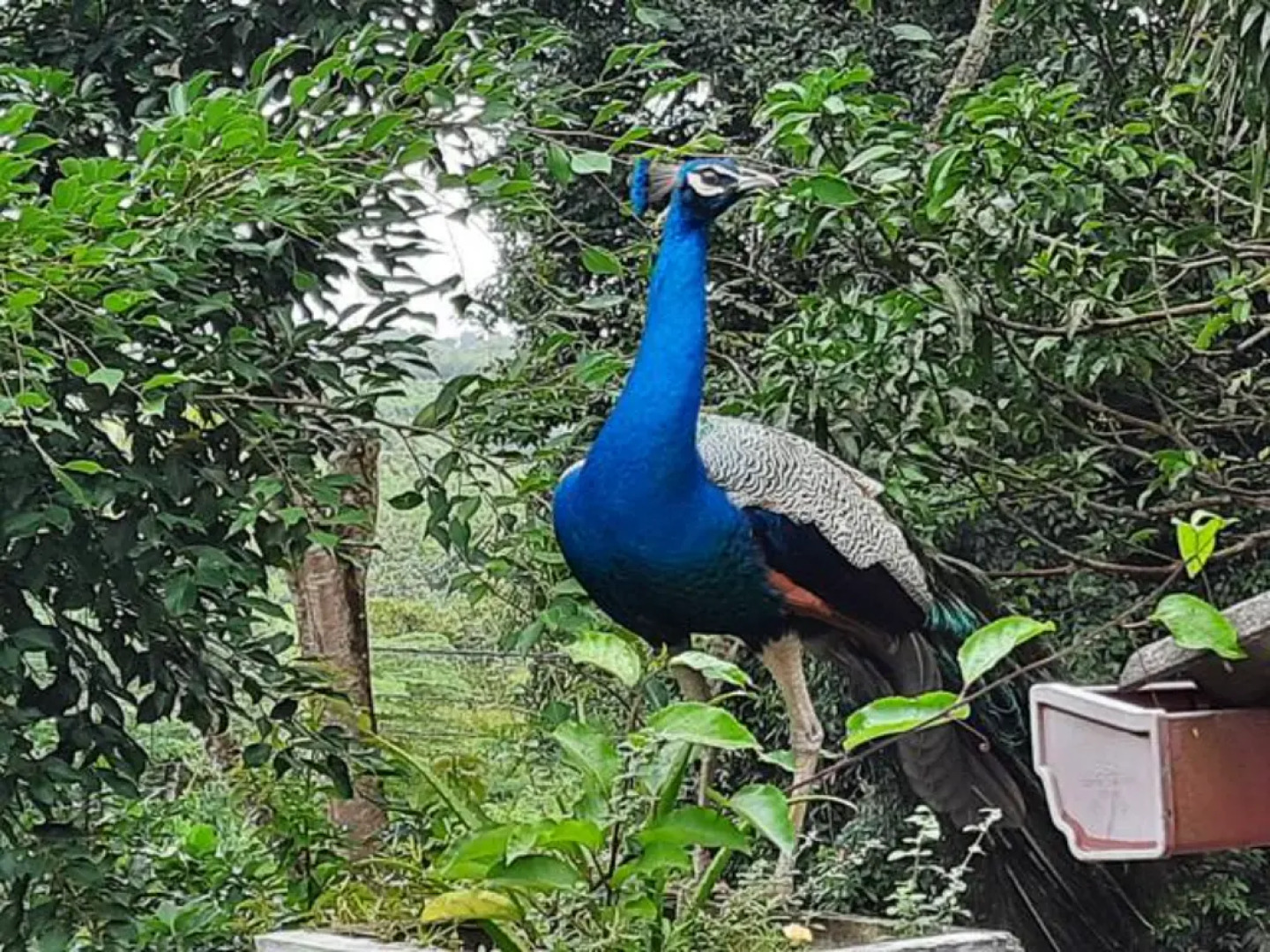 Вилла Dinoos Weligama