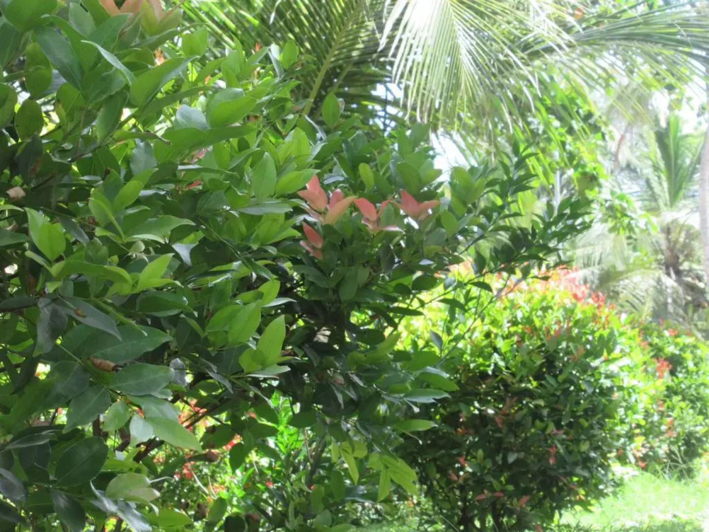 Отель Ceylon Sea