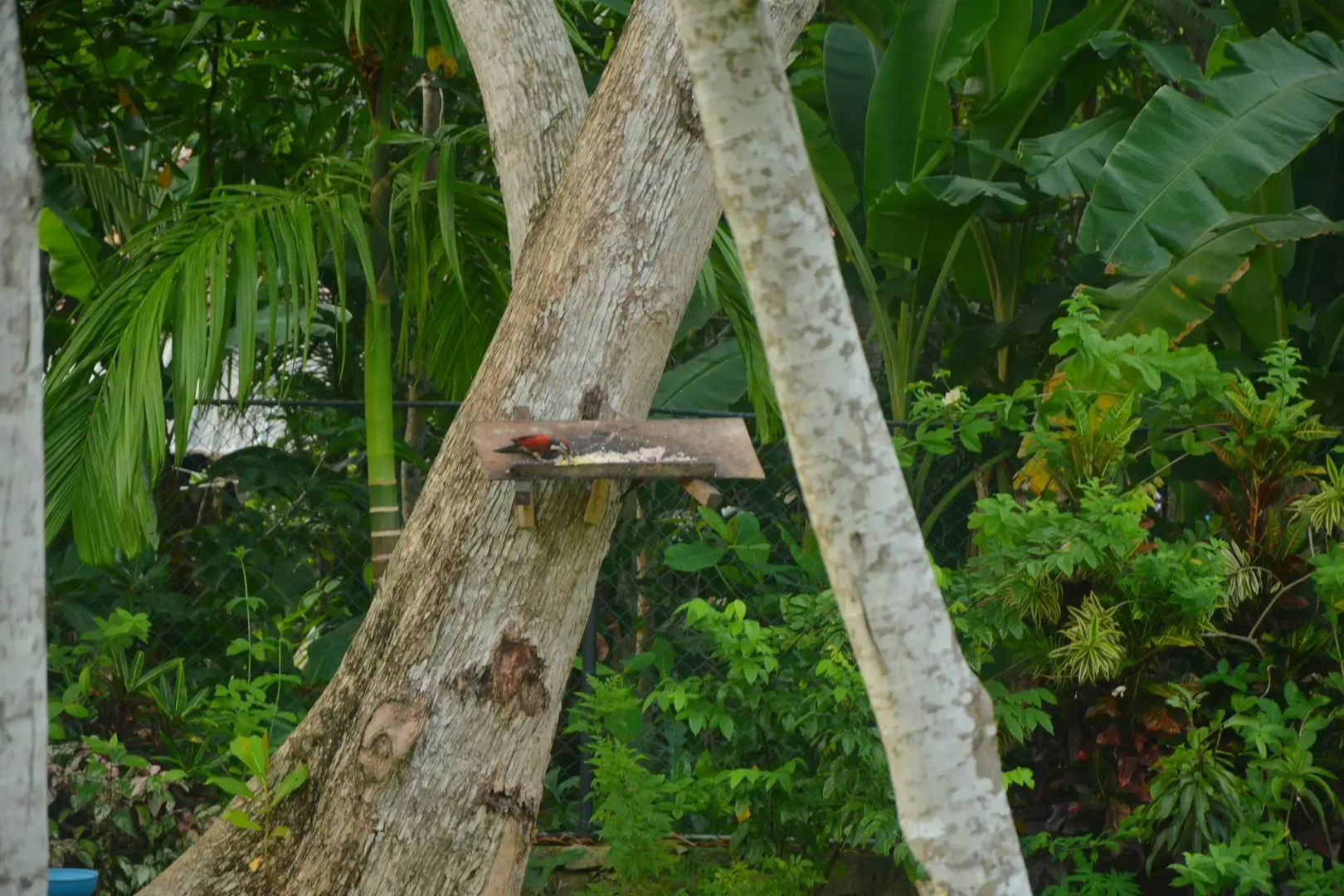 Гостевой Дом Nature Paradise Villas