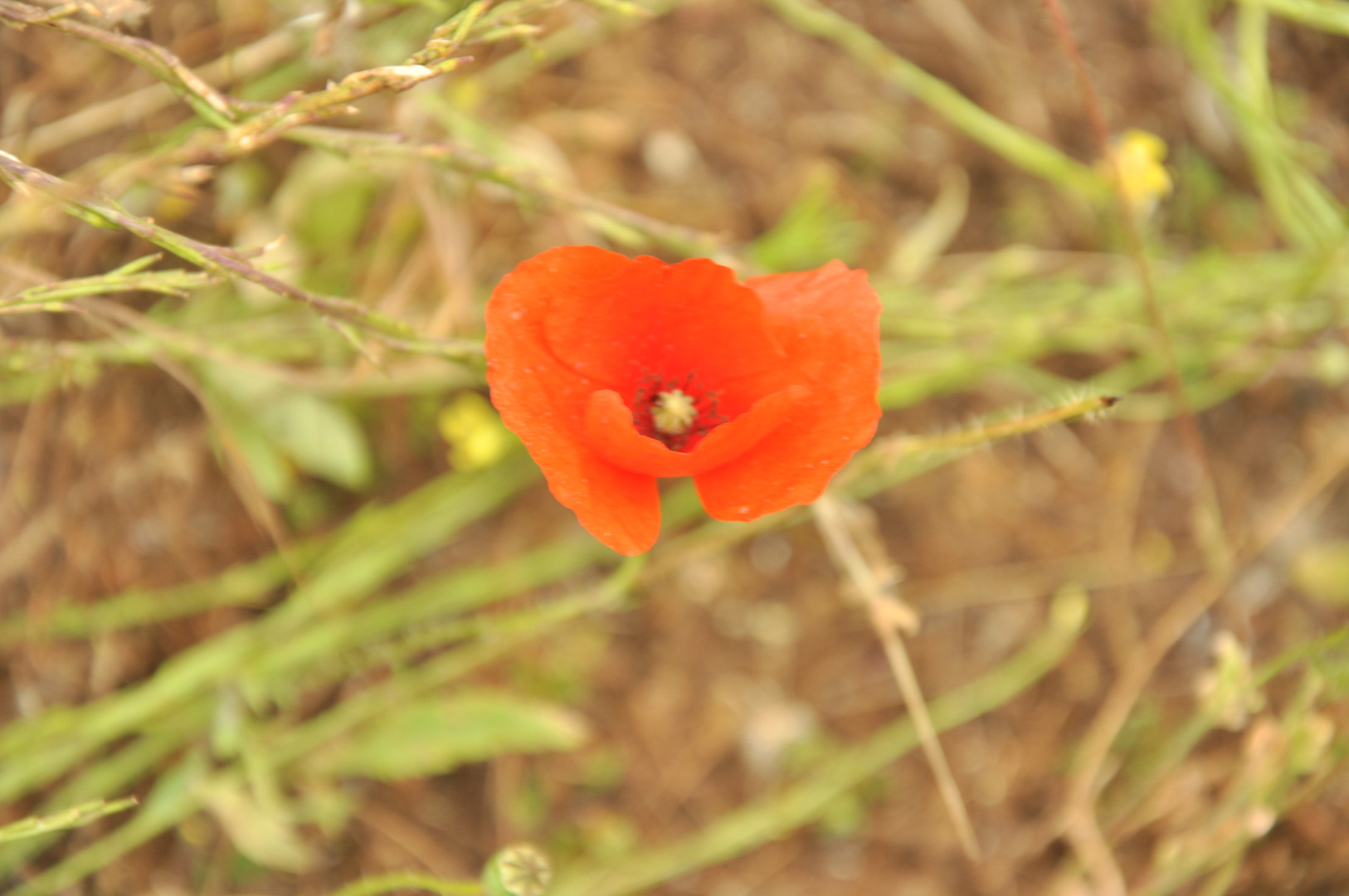 Гостевой Дом Camino Guanche 7